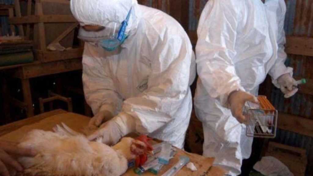 Allarme influenza aviaria, in Giappone abbattuti 2,5 milioni di polli in 1 mese