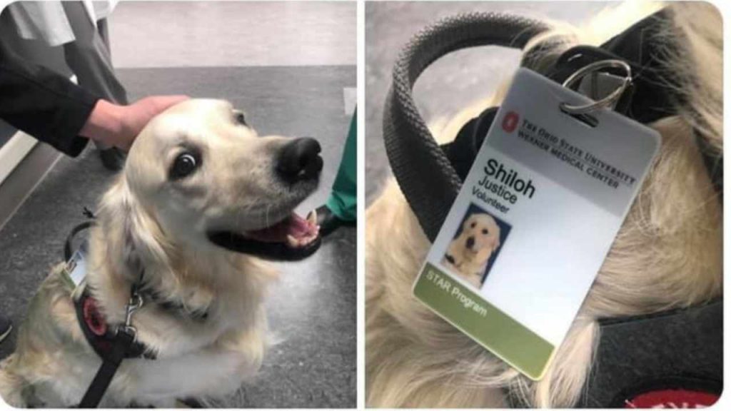 Quello “scatto rubato” che ha reso una star un cane assunto in ospedale per pet therapy