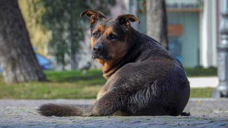 Cane “mascotte” di Taranto preso a calci da un poliziotto: ira e disgusto sul web[VIDEO]