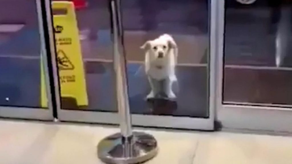 Il padrone è ricoverato, il cane lo attende fuori dall’ospedale per giorni [VIDEO]