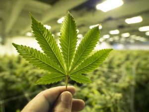 Dopo Game Stop, anche la cannabis vola in Borsa "grazie" ai trader di Reddit