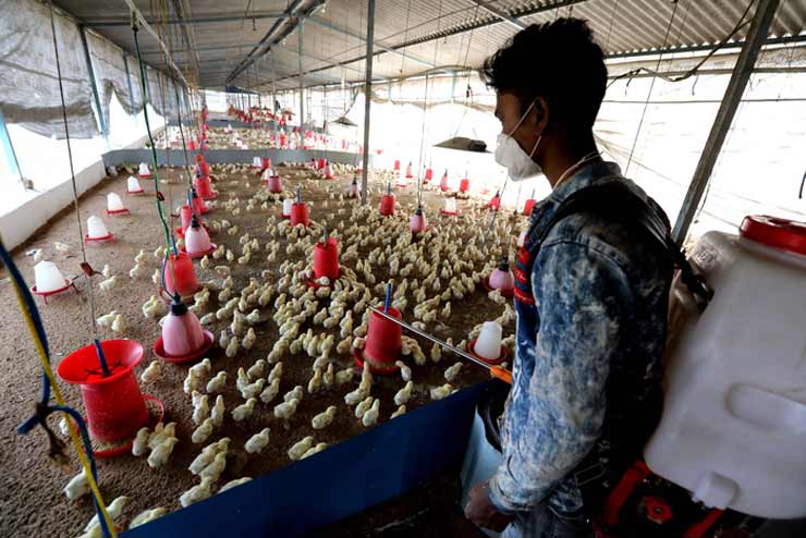 Scoperti i primi casi di influenza aviaria H5N8 nell'uomo