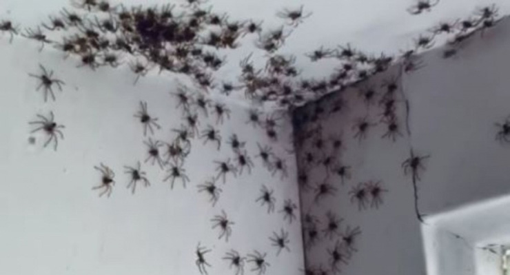 «Mamma ci sono dei ragni in camera»: la scena è da brividi [VIDEO]