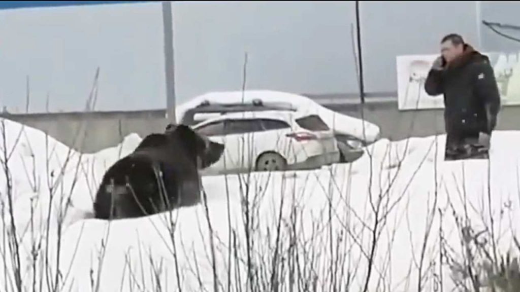 Orso insegue un uomo, paura per le strade [VIDEO]