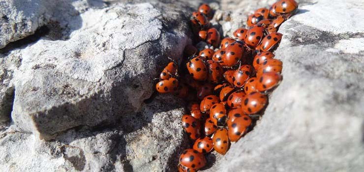 Il risveglio delle coccinelle: migliaia sulla stessa roccia, un evento raro [VIDEO]