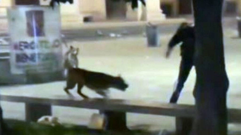 Gli scaglia contro un pitbull: carabiniere spara al cane, ragazza ferita alla gamba [VIDEO]