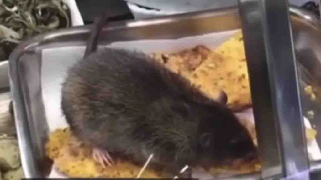 Orrore a Roma: enorme topo si sfama nel bancone di una tavola calda [VIDEO]