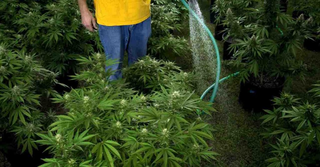 I Carabinieri lo sorprendono mentre annaffia la marijuana e lo arrestano