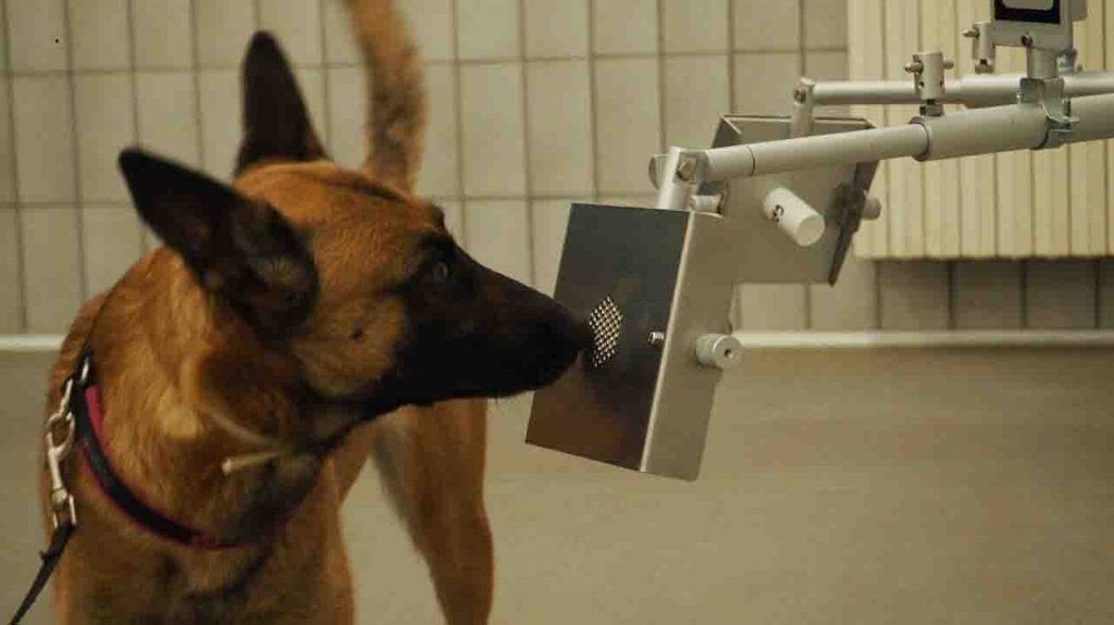 Cani che fiutano il Covid: partono i test sul campo, ecco come funzionano