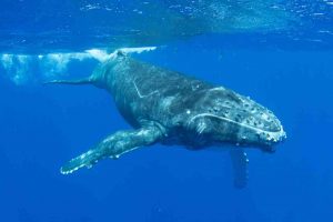 Pescatore inghiottito da una balena si salva grazie ad un colpo di tosse del cetaceo - MeteoWeek