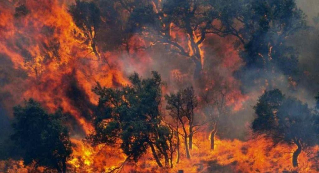 Columbu (Legambiente) a Meteoweek: “Ecco la situazione in Sardegna dopo i grandi incendi” [VIDEO]