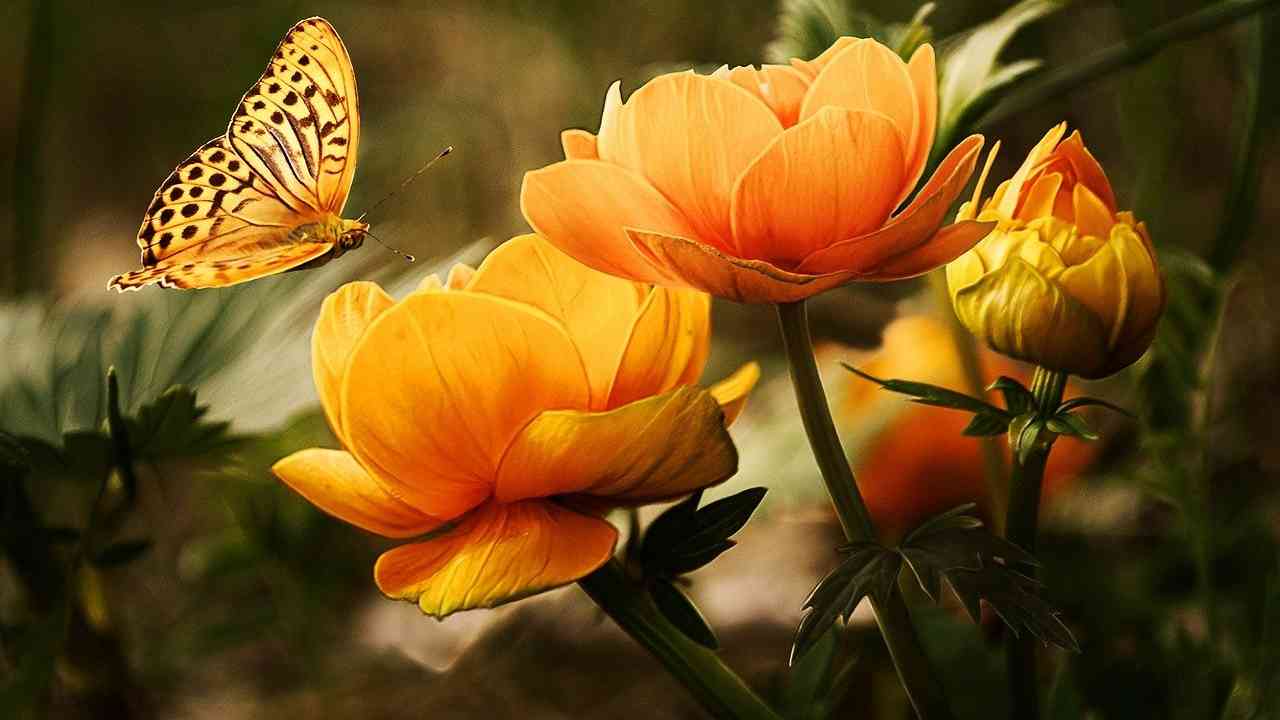 farfalla fiore