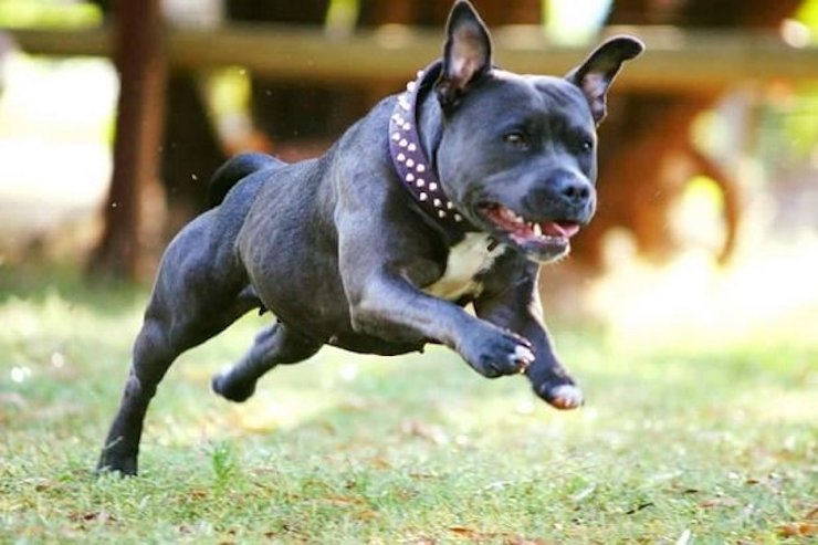 Muore a 64 anni sbranata dal suo cane, aveva già aggredito il fratello