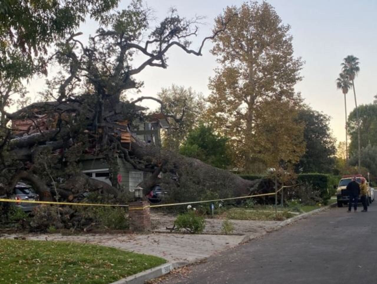 Crollo di un albero secolare, sfonda il tetto di una casa e uccide un 60enne 1280 - meteoweek.com