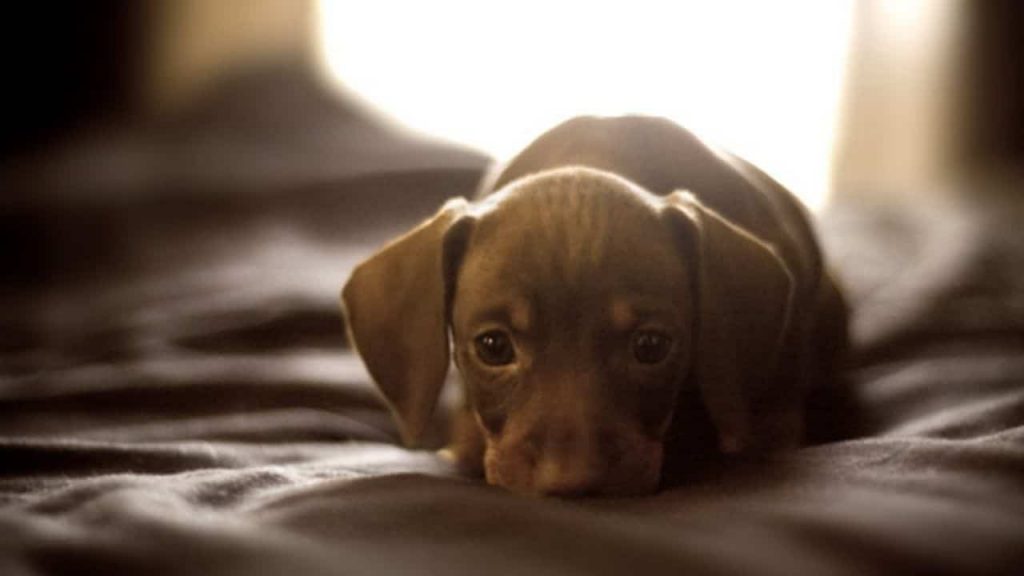 Botti di Capodanno, strage di animali: bilancio peggiore dello scorso anno