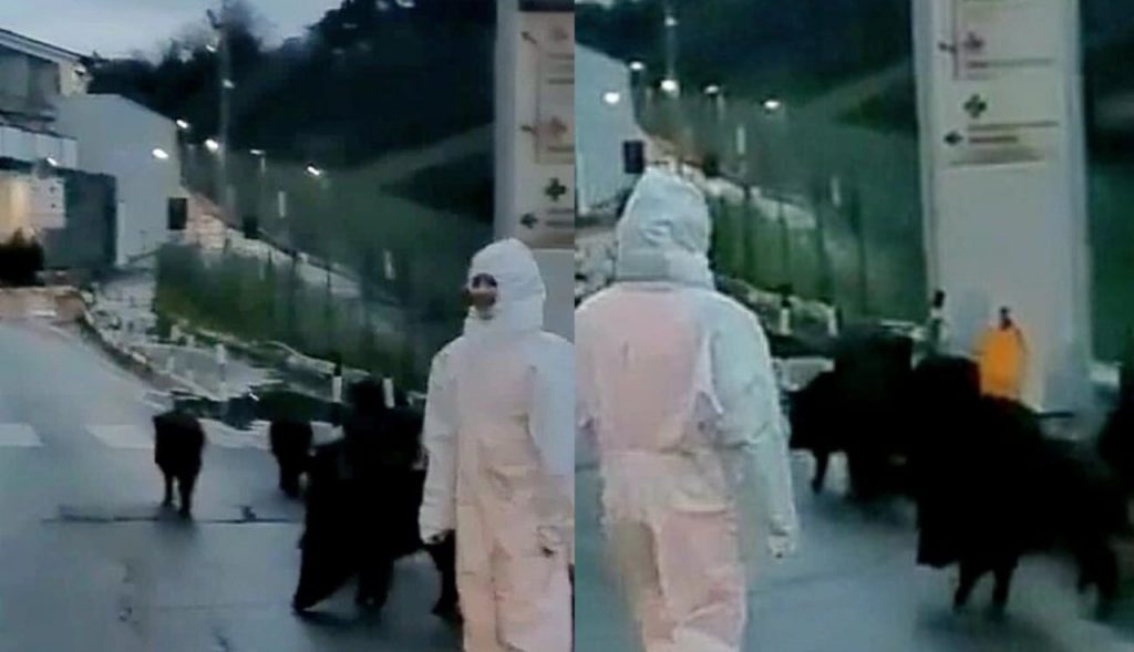 Cinghiali a Roma, 12 esemplari entrano al Policlinico Gemelli [VIDEO]