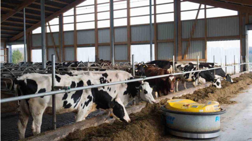 Sospendere la produzione di carne potrebbe salvare il pianeta: la ricerca