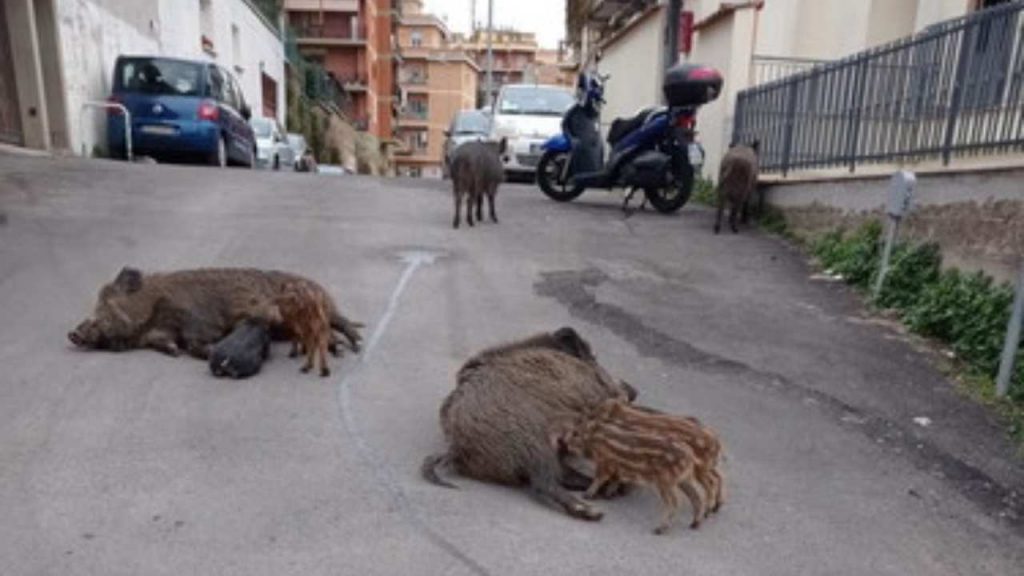 Cinghiali allattano cuccioli in mezzo alla strada a Roma [VIDEO]