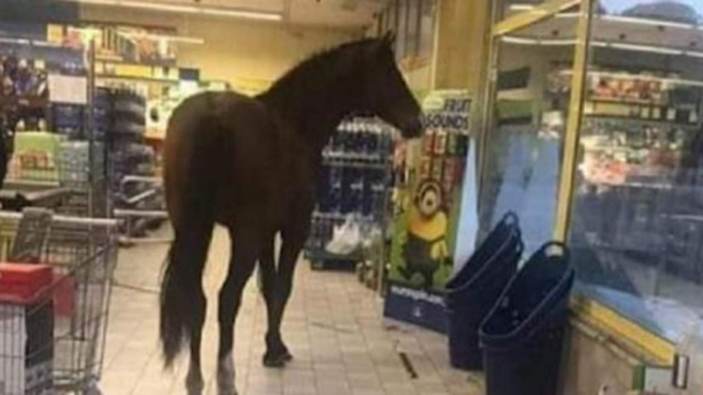 Cavallo irrompe in un supermarket, fa un giro per gli scaffali e va via: paura tra i clienti [VIDEO]