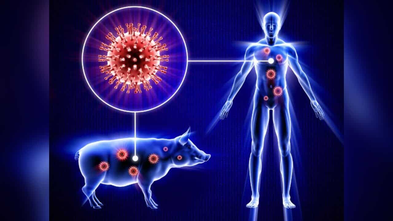 Influenza suina - meteoweek 20220404