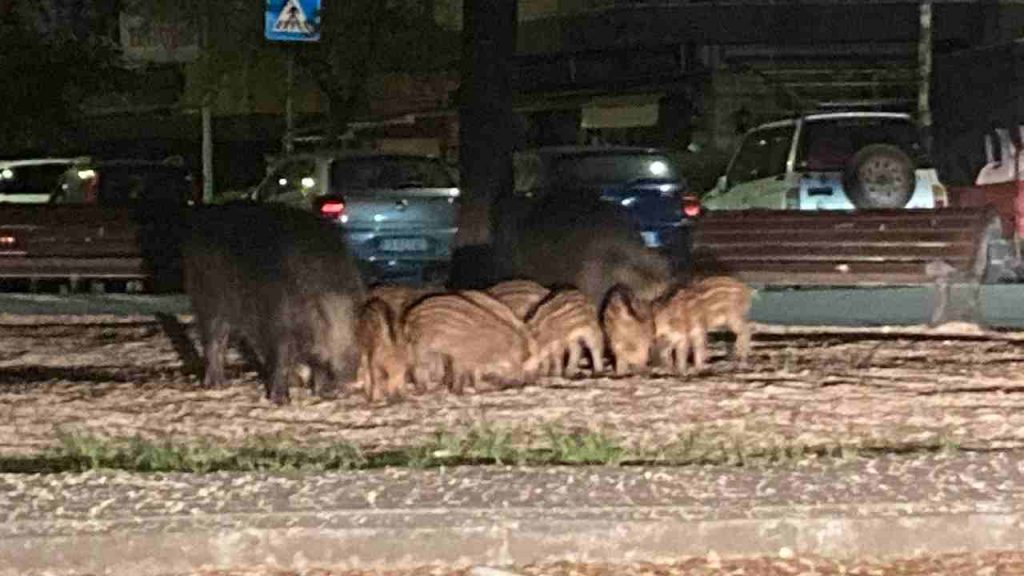 Roma capitale dei cinghiali, aspettando il sindaco Gualtieri [VIDEO]
