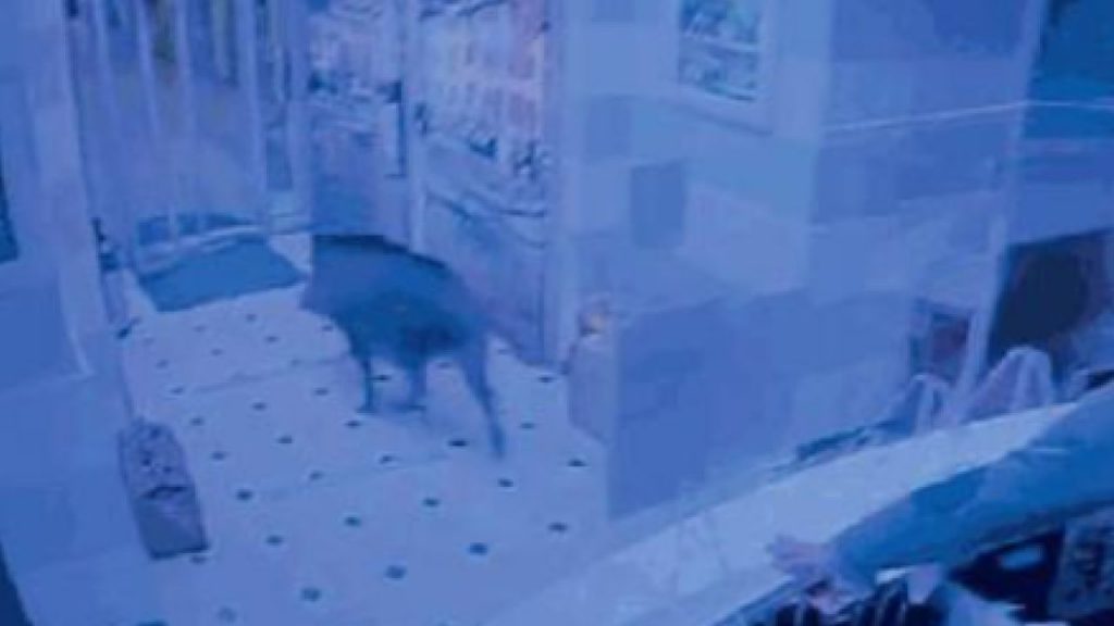 Il cinghiale sfonda la porta dell’albergo e si fa “un giro” – VIDEO