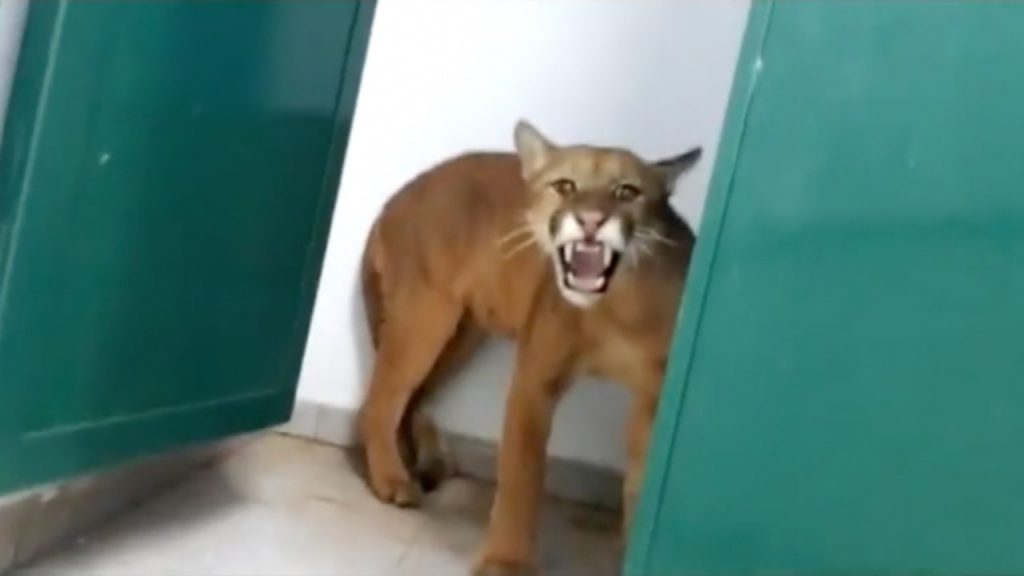 Puma si nasconde in una scuola elementare: bimbo di 9 anni lo scopre [VIDEO]