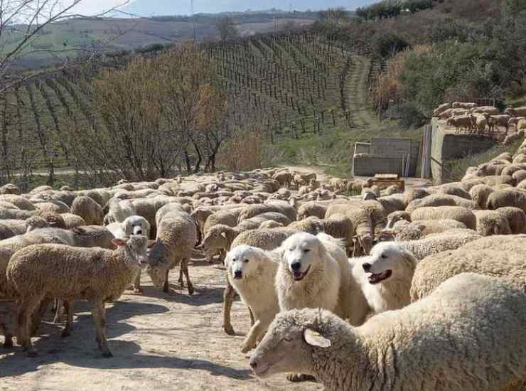 Un allevamento in montagna