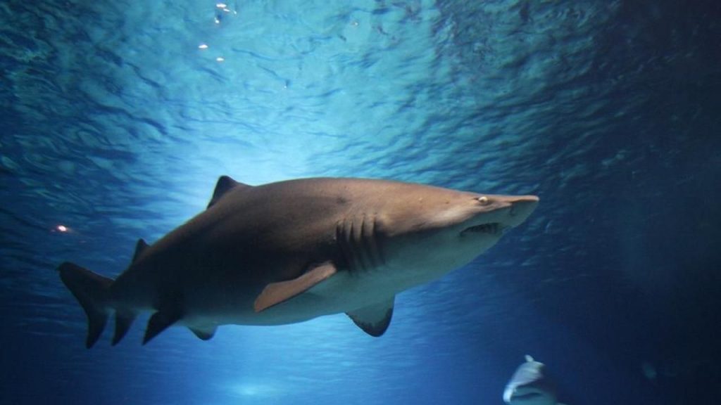 Uno squalo di tre metri ha attaccato un kayak a Castellaneta: il terribile racconto