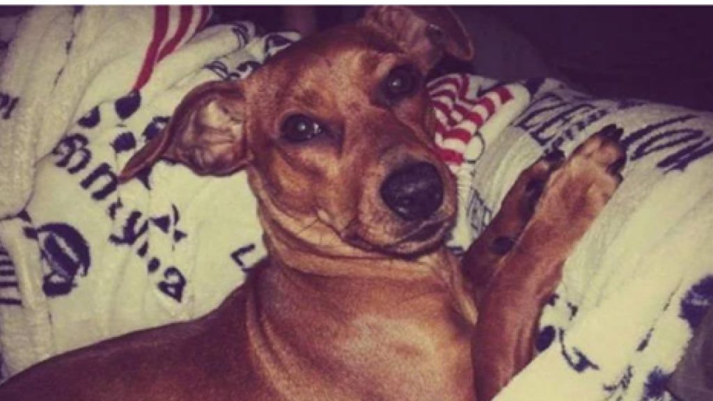 Torturò e uccise la cagnolina dell’ex per vendetta: condannato a 18 mesi