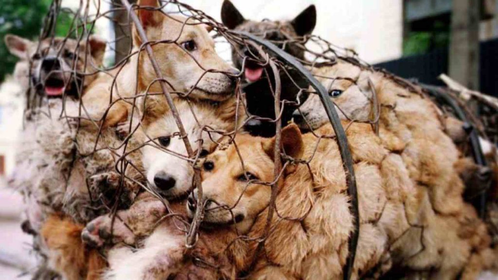 Festival della carne di Yulin, non si ferma il massacro: 386 animali in salvo, ma ne macelleranno migliaia