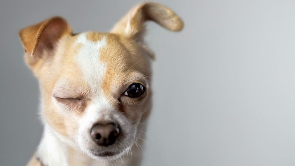 Pandemia, oltre 100 mila cani adottati e poi riportati nei canili