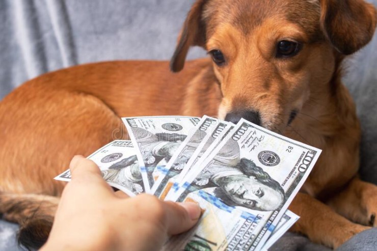 «Cash-dog» fiuta tesoro da 5 milioni di euro nel caveau della villa: coppia di imprenditori nei guai