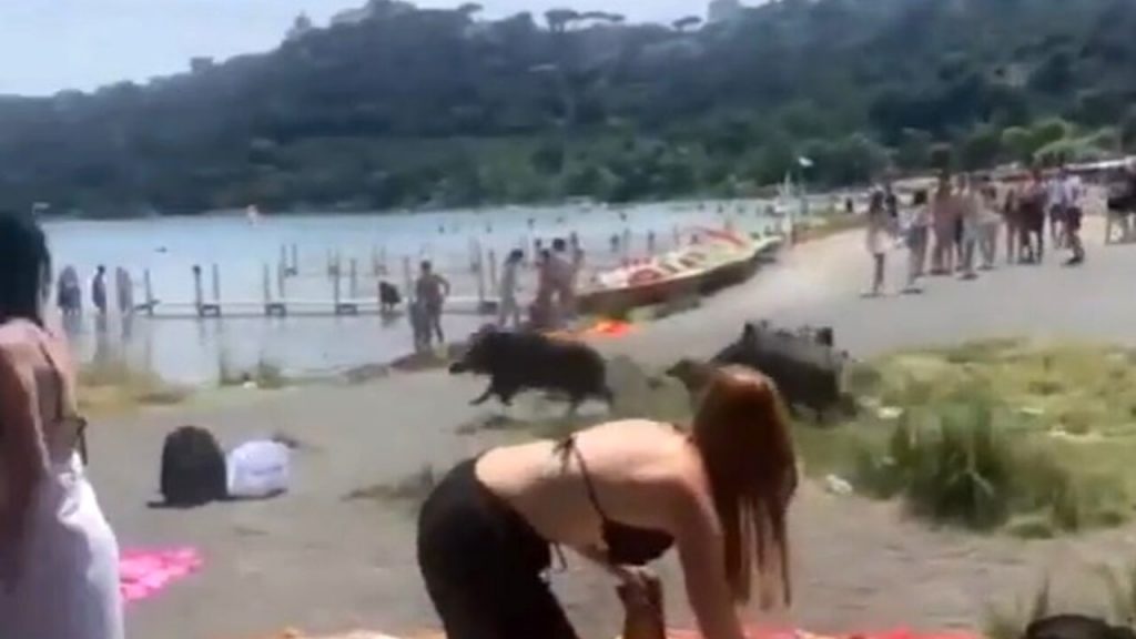 Irruzione di cinghiali al picnic: panico tra gli studenti al lago [VIDEO]