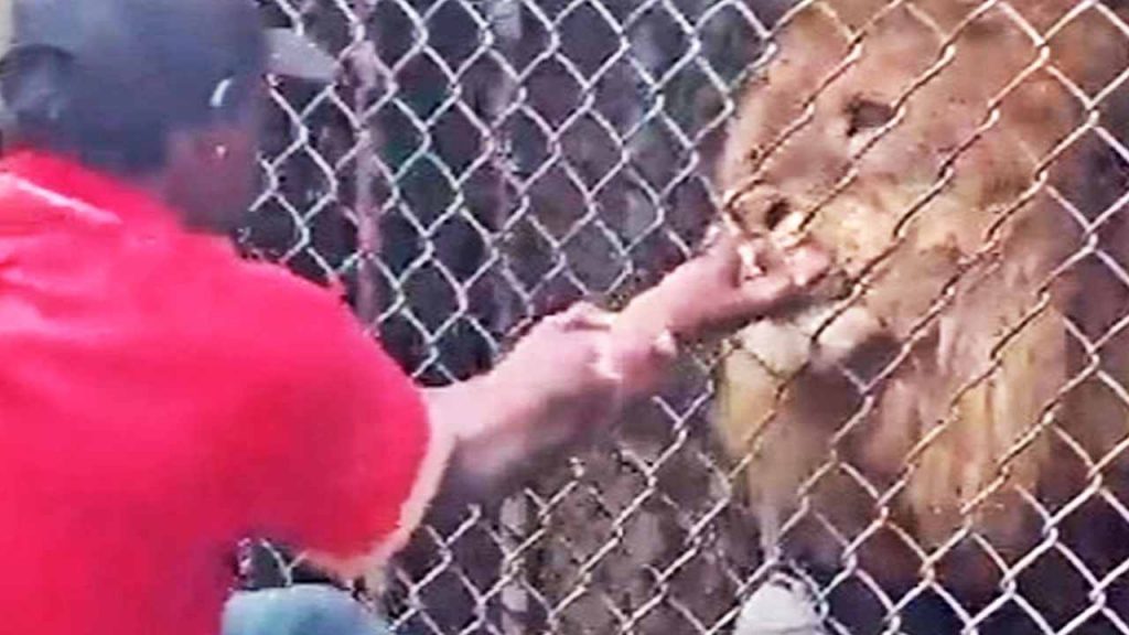 Custode infila la mano nella gabbia del leone che infuriato gli stacca le dita [VIDEO]