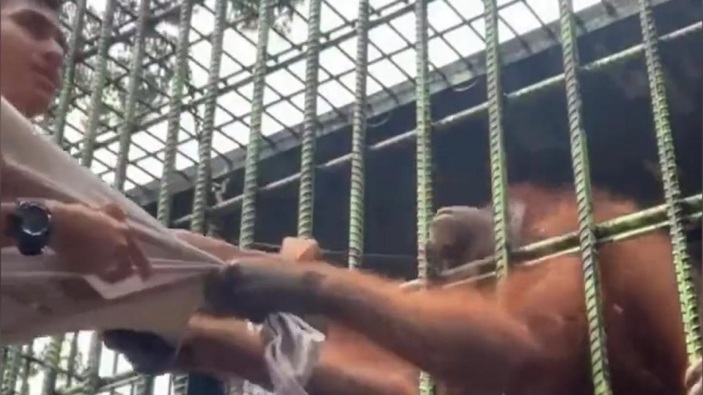 Si avvicina troppo alla gabbia per fare un video: viene catturato dalla potente stretta dell’orango [VIDEO]