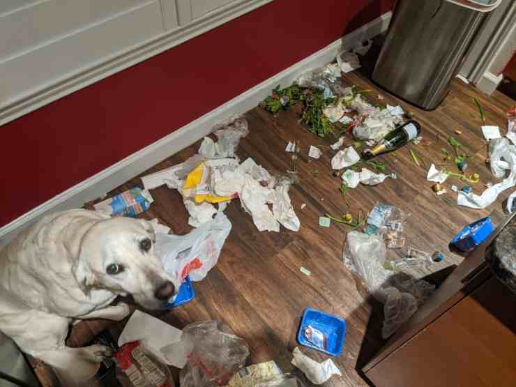 Teneva 15 cani segregati in casa in mezzo ai rifiuti, tra rogna, parassiti e dermatiti: denunciata donna
