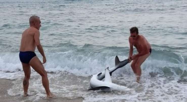 Trascinano squalo fuori dal mare per farsi selfie e video: animalisti in rivolta sui social [VIDEO]