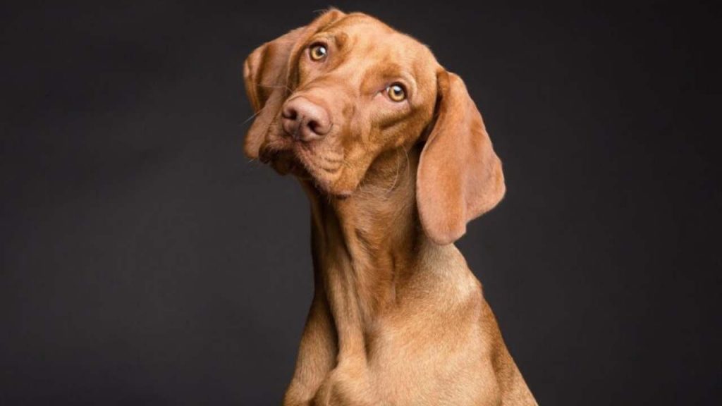 Si può seppellire un cane in giardino? Cosa fare quando il nostro amico