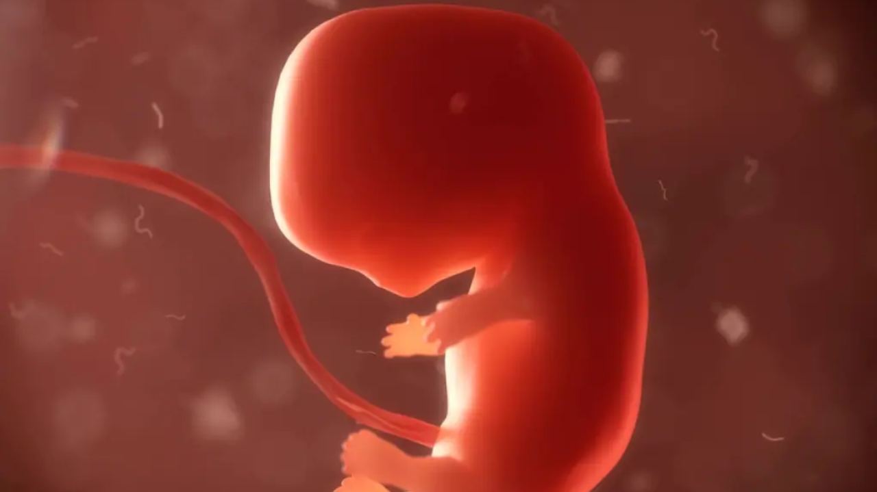 Embrioni umani come nostri futuri pezzi di ricambio: ecco il progetto fantascientifico di Israele