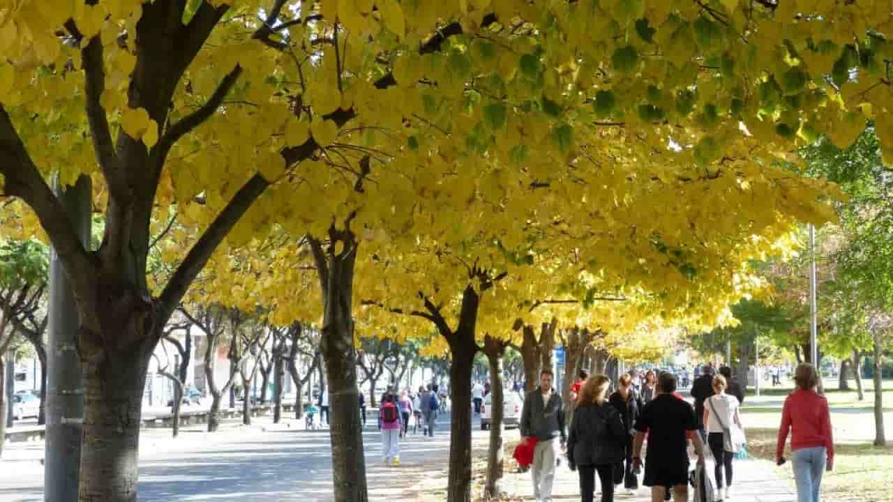 Il cambiamento climatico minaccia salute e sopravvivenza degli alberi di città - meteoweek.com