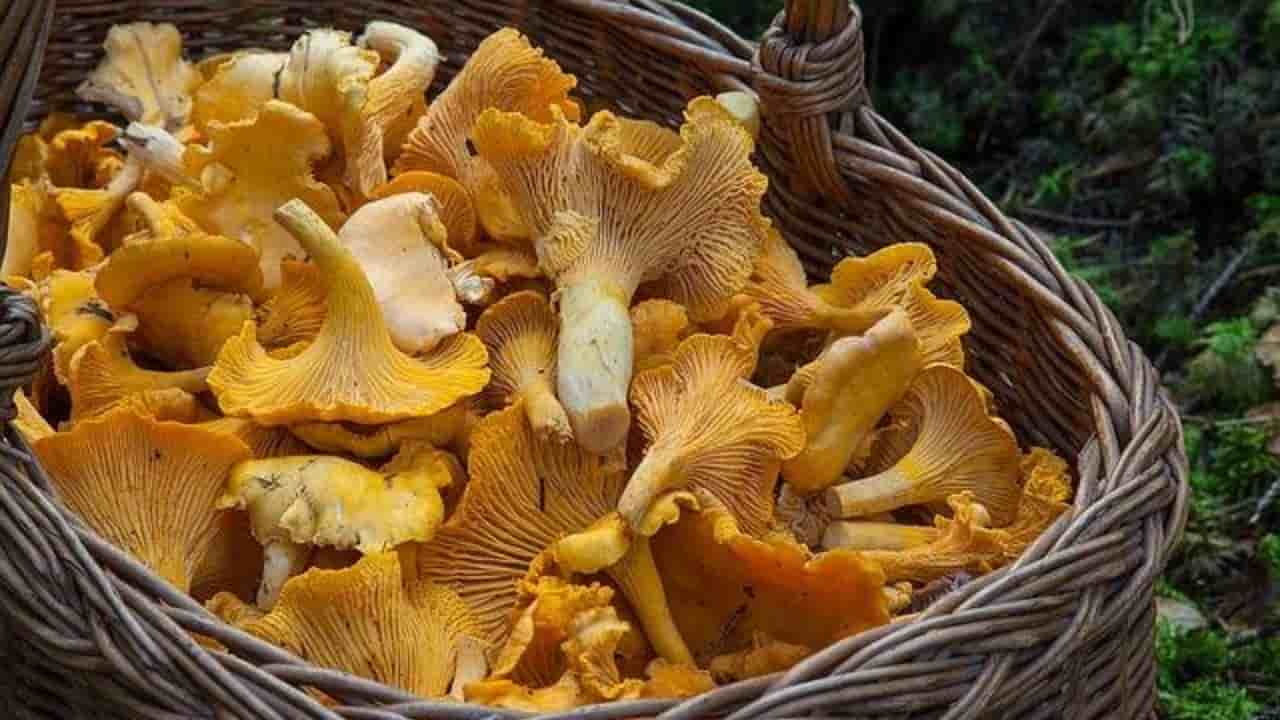 Mangia funghi raccolti nel bosco e si sente male morta una donna di 53 anni - meteoweek.com-min