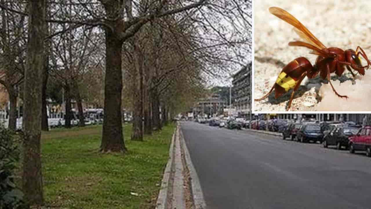 Rientro a scuola, a Roma l'allarme dei presidi sulla vespa orientalis Nessuno ha disinfestato - meteoweek.com