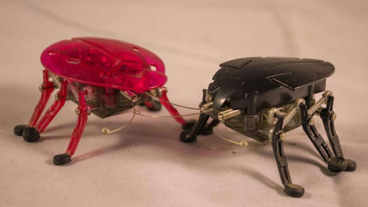 Degli scarafaggi salveranno le nostre vite: ecco l'ultima frontiera dei robot
