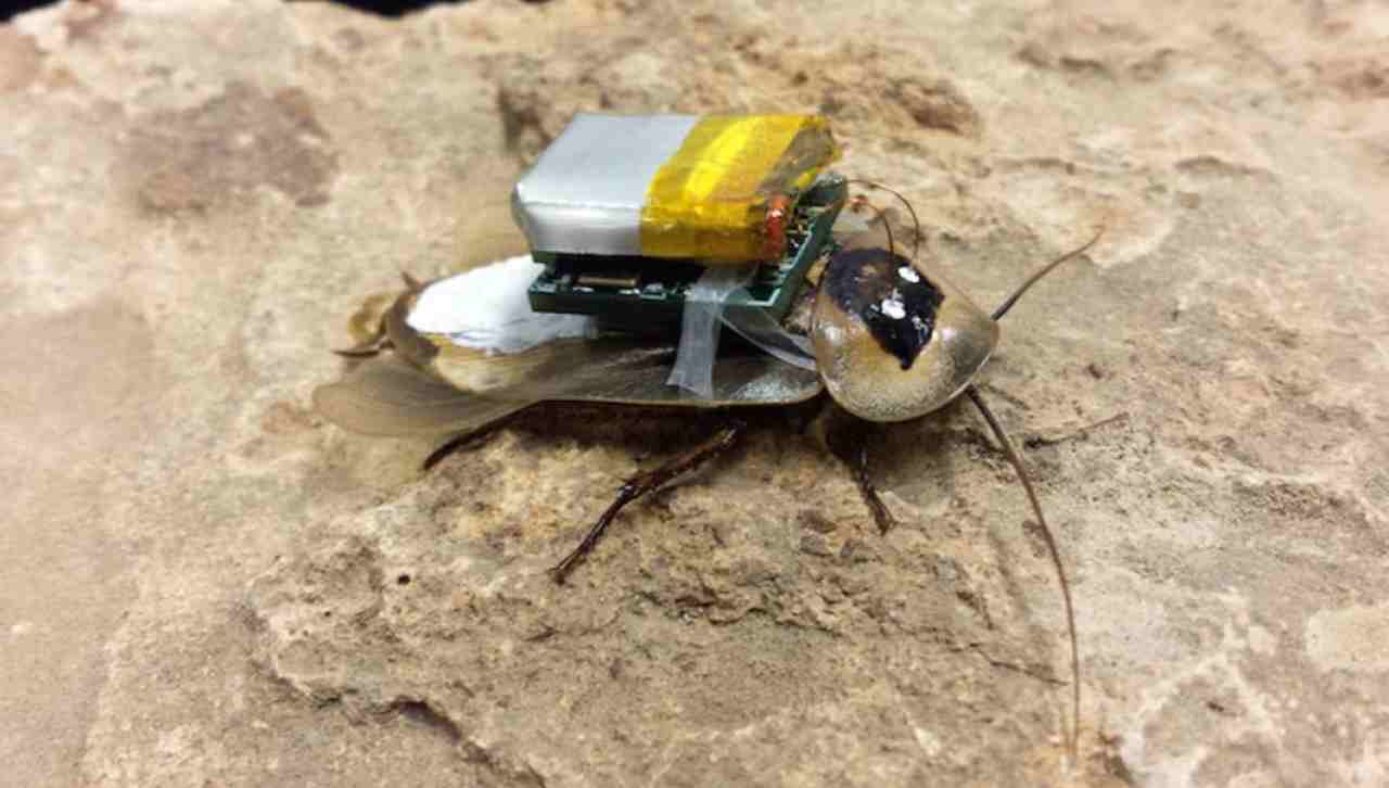 Degli scarafaggi salveranno le nostre vite: ecco l'ultima frontiera dei robot
