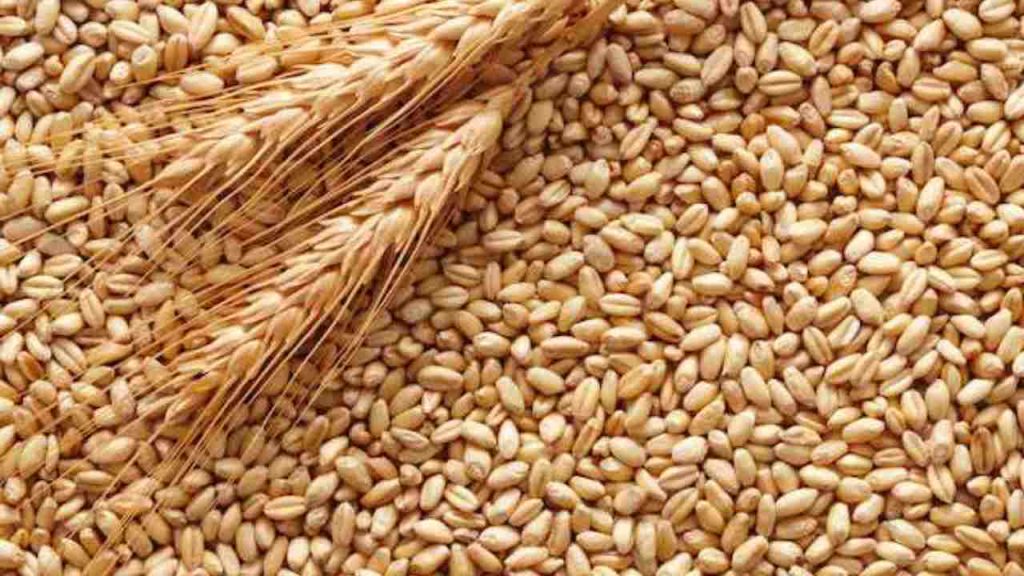 Mercati, ritorna l’allerta sulle tariffe del grano: cosa sta succedendo