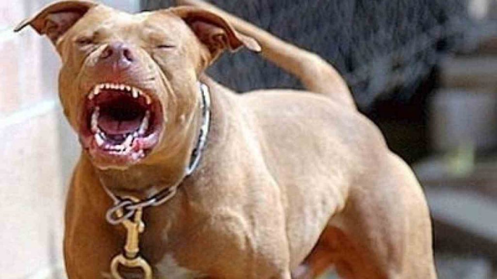 Pitbull attacca una anziana ed il suo barboncino, interviene la polizia