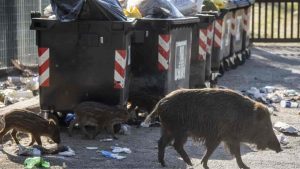 Porta a spasso i cani, aggredita dai cinghiali Morsa e azzannata, credevo sarei morta