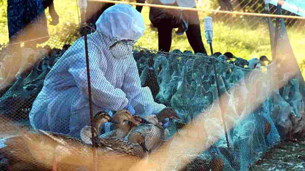 Influenza aviaria, numeri choc: negli ultimi due anni la più grave epidemia della storia