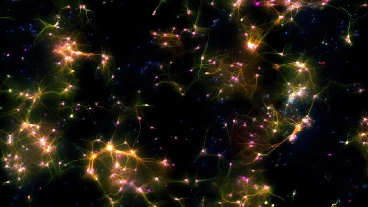 Cellule neurali che giocano a Pong: l'ultimo traguardo della Scienza che diverte e stupisce